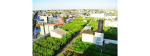Foto com perspectiva da cidade e a horta urbana em primeiro plano