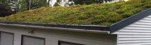 cobertura verde em telhas